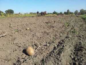 Potato Field