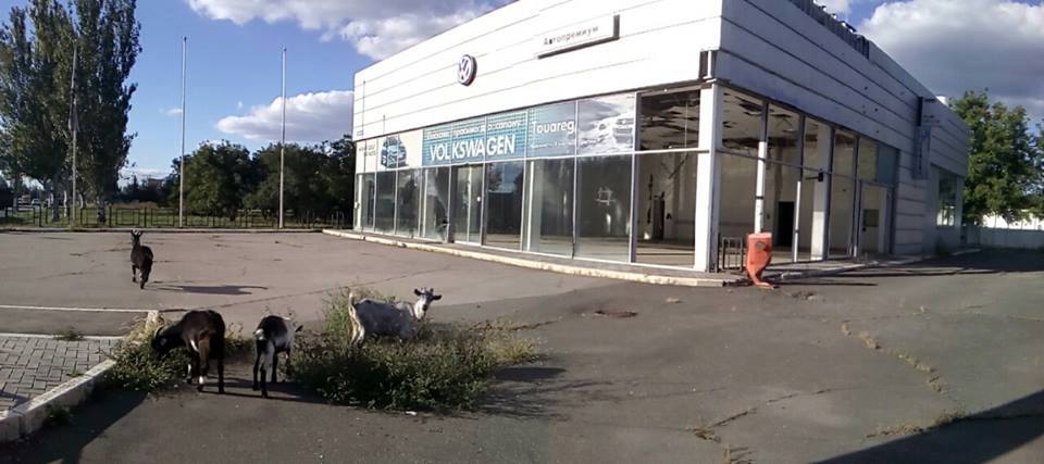 Only goats are grazing weeds at the robbed and abandoned Volkswagen dealership in Russian-occupied Luhansk, Ukraine. September 2016 (Image: Denys Kazansky, deniskazansky.com.ua)