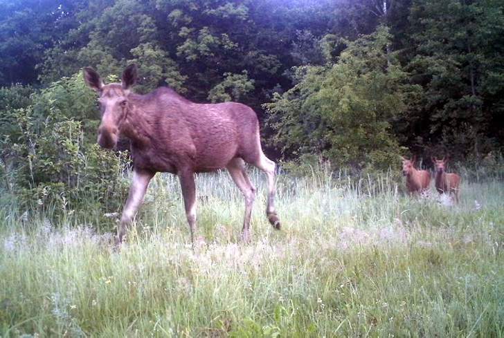 A moose with two cubs.