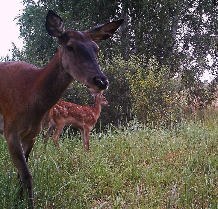 A deer with a cub.