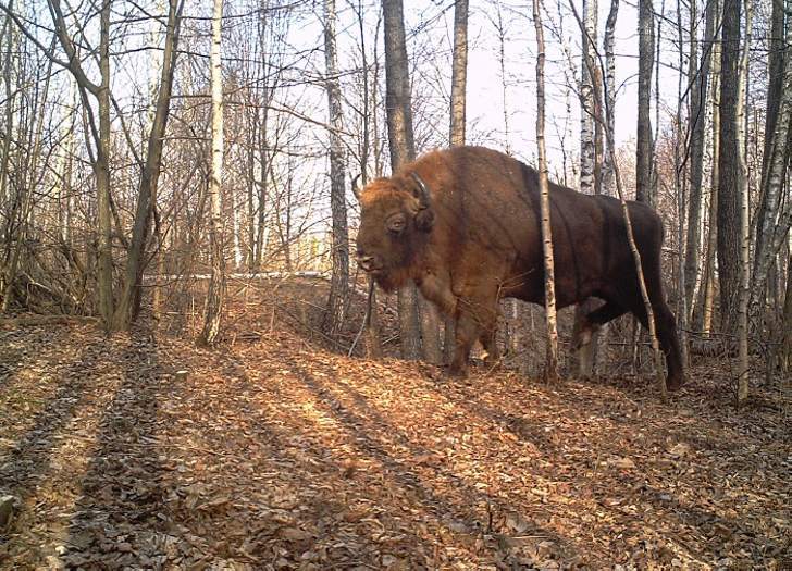 A bison.