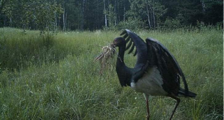 The black stork presented in the Red Book collects materials for building a nest. 