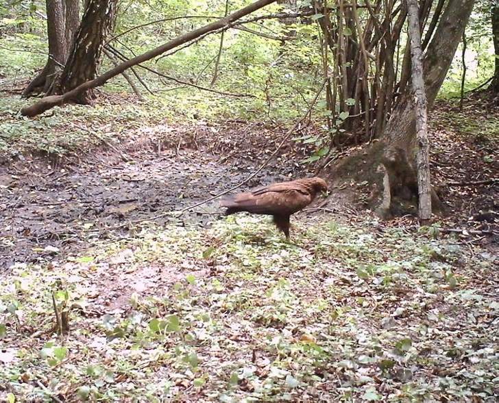  Lesser spotted eagle is also a representative of the Red Book.