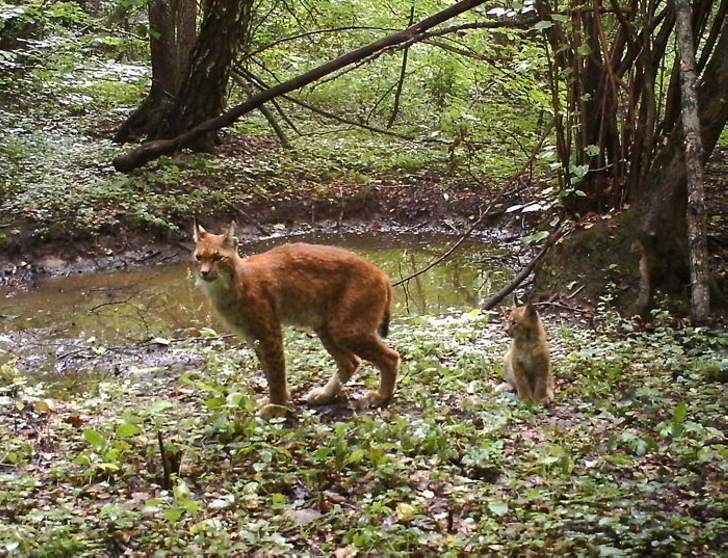 Female lynx and a kitten came to watering-place.