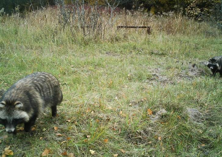 Raccoon dogs.