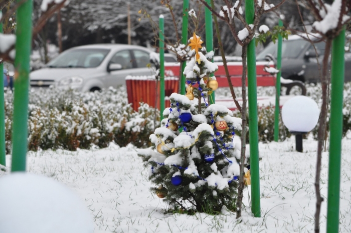 Uzhhorod (Zakarpattia Oblast) Photo zhgorod.net.ua The Christmas tree in Uzhhorod is only 1 meter in length. The idea is to give it an official status of the main Christmas tree in Zakarpattya Oblast. But it will happen in a few years, when the tree grow a bit older. So far it is replaced by a tree from Carpathian Mountains. 