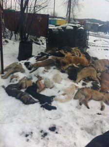 Discarded animal corpses in Volgograd 