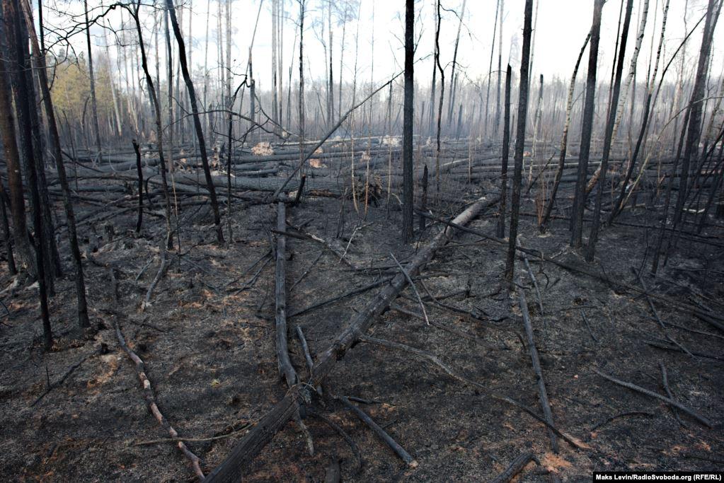 Forest area near Berezhost village burned down