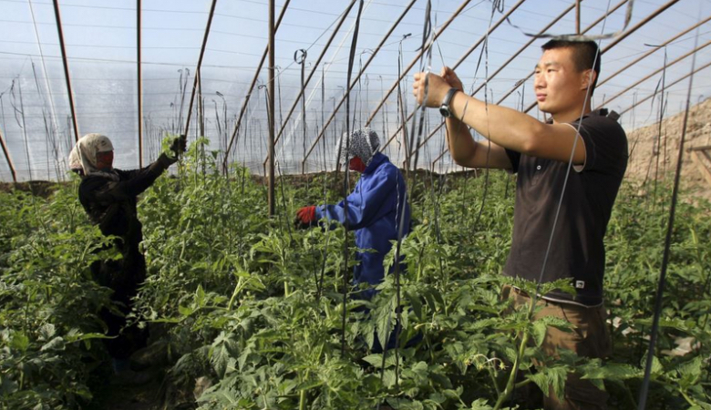 Chinese businesses in Russia are known for employing only ethnic Chinese almost exclusively and for using intensive types of agriculture and lumber harvesting (Image: flashsiberia.com)