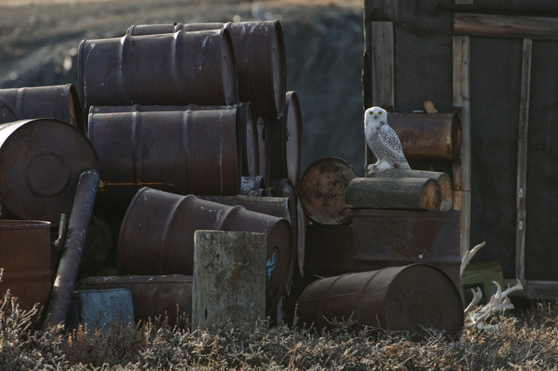 Fuel and chemical barrels abandoned in the Russian Arctic (Image: social media)