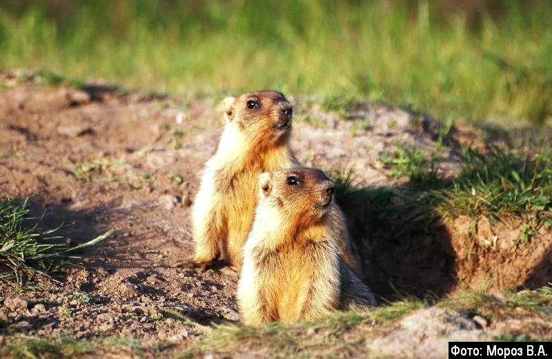 steppe marmot