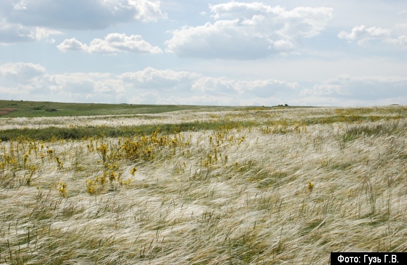Needle grass in Striltsivskyi Steppe natural reserve in Luhansk Oblast. Credit: zapovednik.lg.ua ~