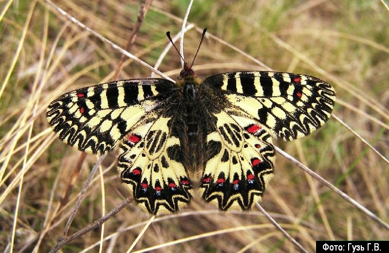The southern festoon butterfly (Zerynthia polyxena) in Striltsivskyi Steppe. Credit: zapovednik.lg.ua