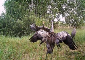Restoring the equilibrium: wild nature is making a comeback at the Chernobyl exclusion zone ~~