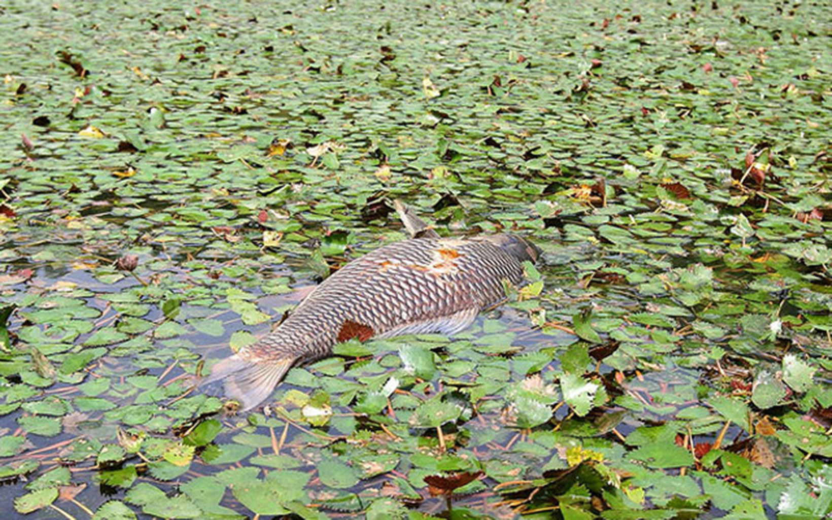 on-the-verge-of-disaster-top-5-environmental-problems-in-ukraine