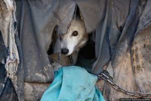 This dog survived a missile that hit his mistress’s summer kitchen. The dog and his kennel were thrown violently into the air by the blast. Nothing is left of the kitchen ~
