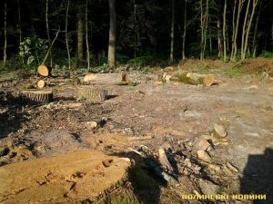 Deforestation in Volyn. Photo: Volyn News ~