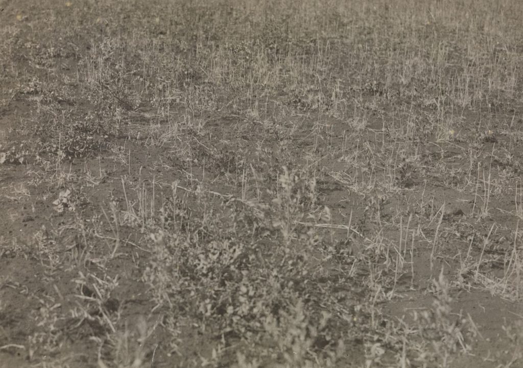 The grain harvest in the field in Ukraine ruined by the catastrophic drought of 1921. (Source: Fridtjof Nansen Photo Archive, National Library of Norway)