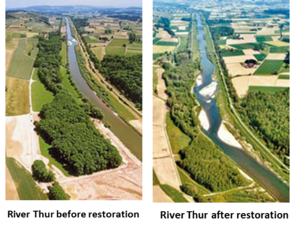 River Thur before and after restoration in Switzerland. Source: texty.org. ~
