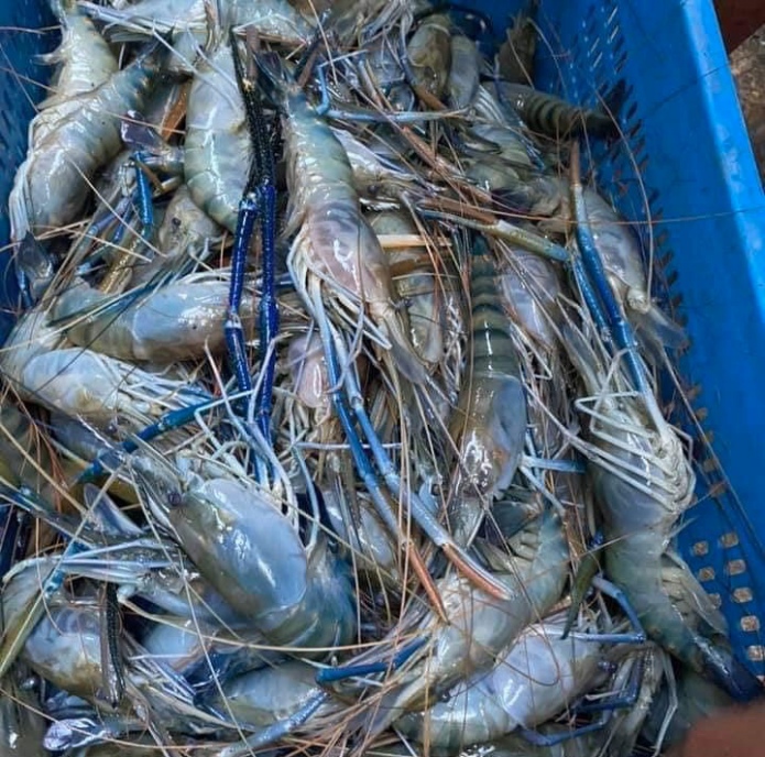 How two friends united by war turned Ukrainian shrimp from myth to reality ~~