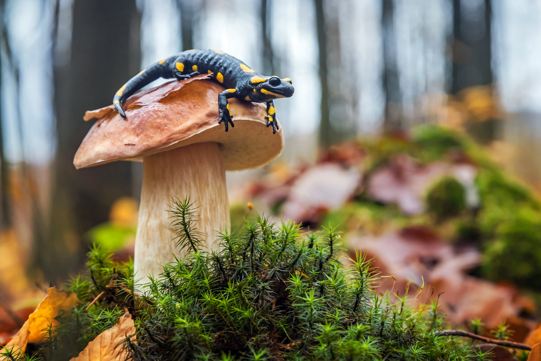 My forest is my mushrooms! Photo: Hanna Ponomarenko ~