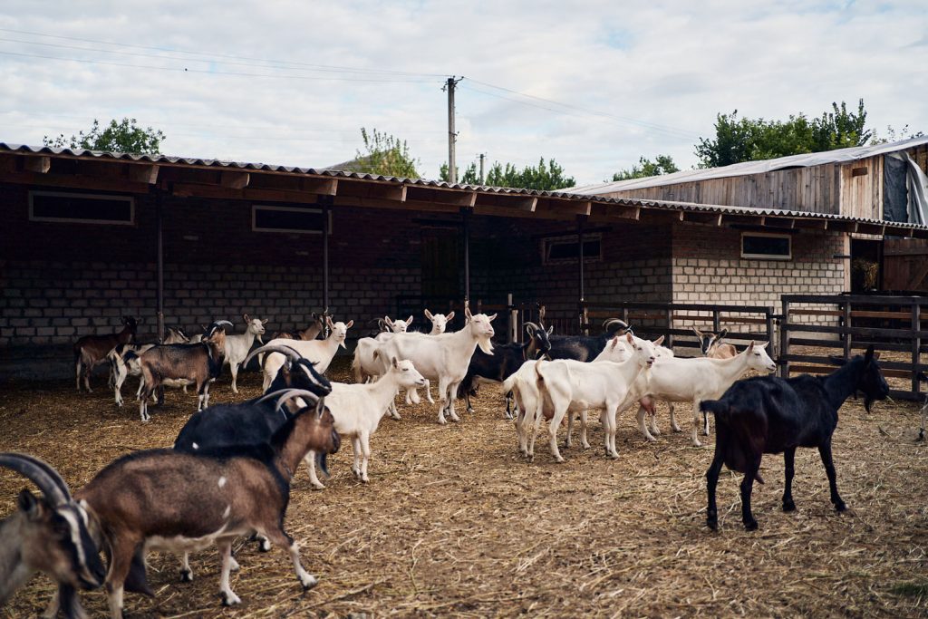 Blonsky's goats. Photo: Ukrainer ~