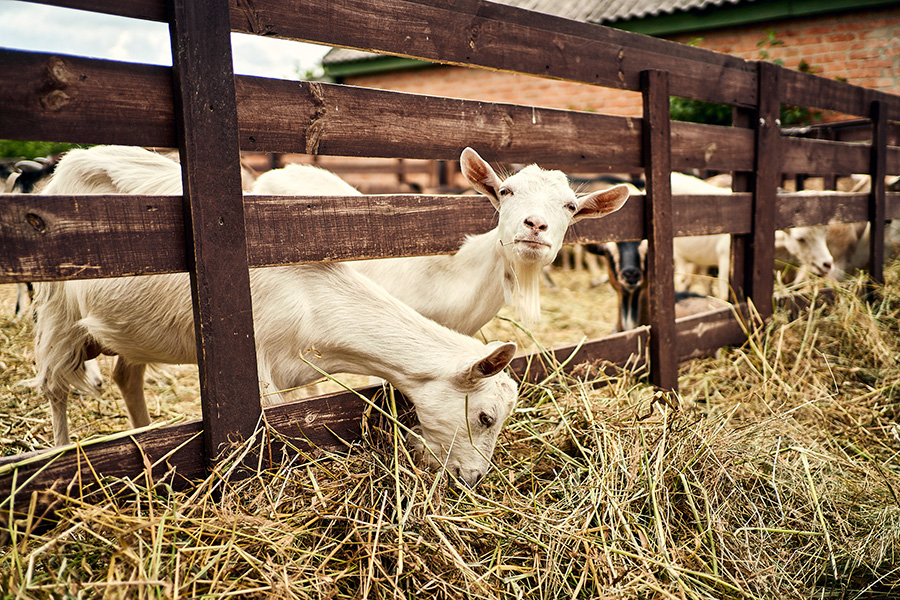 Goats in the Blonsky farm. Photo: Ukrainer ~