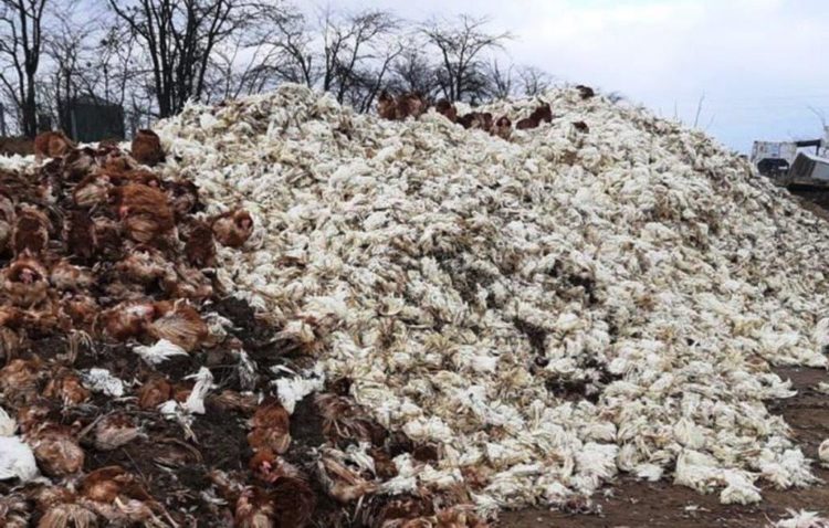 paultry farm destroyed kherson oblast