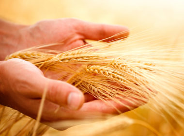 ukrainian grain ban