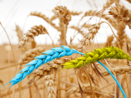 Ukrainian wheat grain harvest