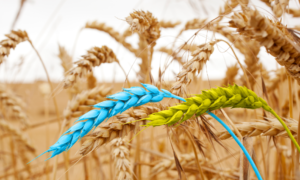 Ukrainian wheat grain harvest