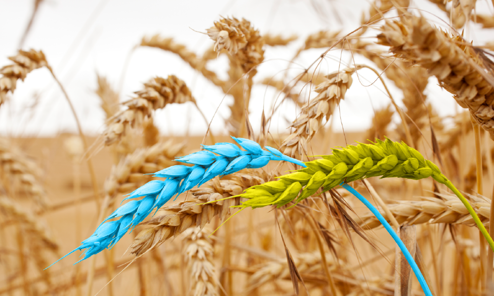 Ukrainian wheat grain harvest