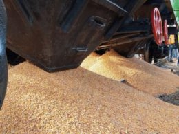 polish farmers spilling ukrainian grain
