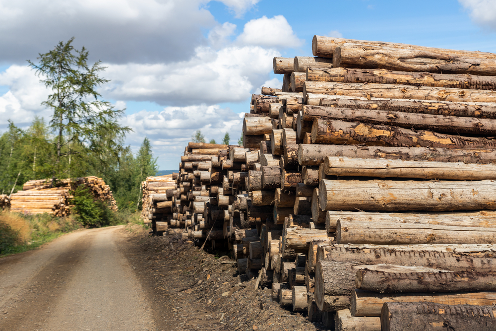 Poland allows sanctioned Belarusian timber into EU with forged documents, according to investigation