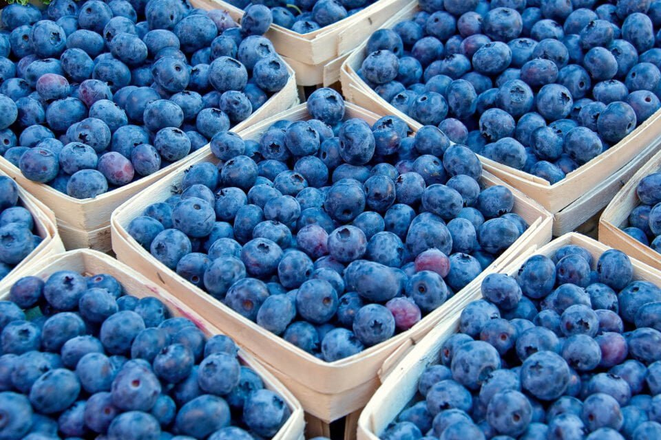 Ukraine exports over 4,000 tons of  blueberries in 2023, setting new record