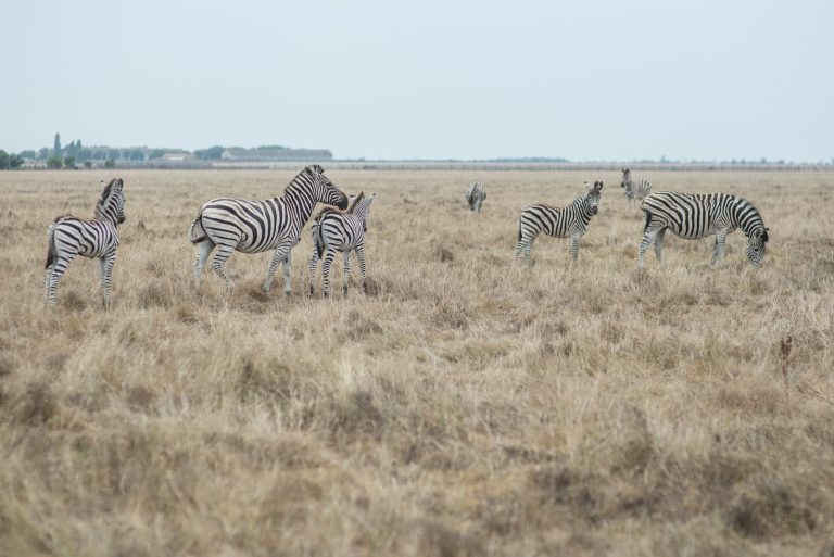 Russian forces devastate Askania-Nova reserve, relocate animals, Zebras Biosphere, Kherson Oblast, 2018, Ukrainians 4-102-768x513