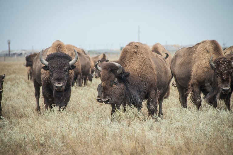 Russian forces devastate Askania-Nova reserve, relocate animals, Zubr, European bison, Biosphere, Kherson Oblast, 2018, Ukrainians, 5-103-768x512