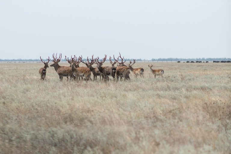 Russian forces devastate Askania-Nova reserve, relocate animals, Deer Biosphere, Kherson Oblast, 2018, Ukrainians, 6-104-768x513