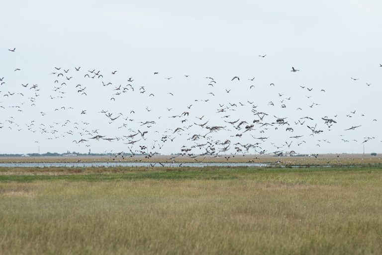 Russian forces devastate Askania-Nova reserve, relocate animals, birds, biosphere, Kherson Oblast, 2018, Ukrainians, 7-104-768x513