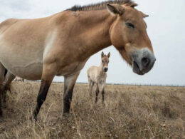 russian forces devastate askania-nova reserve relocate animals przewalski's horse biosphere kherson oblast 2018 ukrainer 9-99-768x513