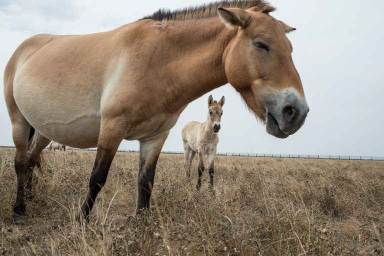 russian forces devastate askania-nova reserve relocate animals przewalski's horse biosphere kherson oblast 2018 ukrainer 9-99-768x513