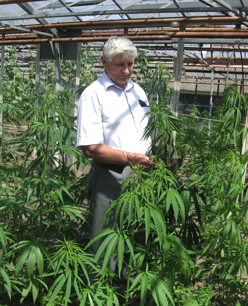 Ukraine to revive hemp farming, planting 8,000 hectares in 2025