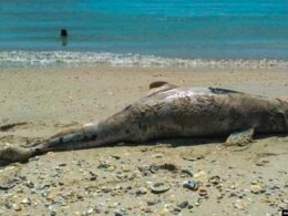 ukraine blocks russia's chairmanship black sea environmental commission one several thousands dolphins died due activities fleet odesa oblast rfe/rl 009e0000-0aff-0242-42ba-08da9351da8f_w1023_r1_s