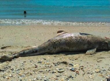 ukraine blocks russia's chairmanship black sea environmental commission one several thousands dolphins died due activities fleet odesa oblast rfe/rl 009e0000-0aff-0242-42ba-08da9351da8f_w1023_r1_s