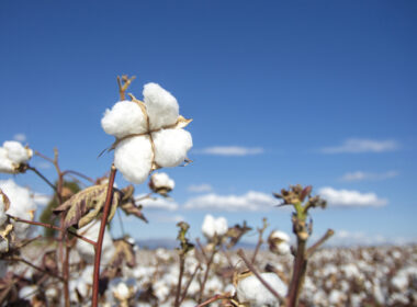 Cotton Fields in Ukraine? Yes, to Tackle Global Gunpowder Shortage