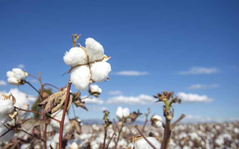 Cotton Fields in Ukraine? Yes, to Tackle Global Gunpowder Shortage