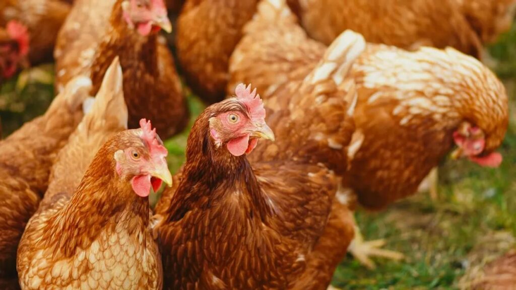 Ukrainian companies MHP and Avangardco top Europe’s 2024 poultry and egg production rankings