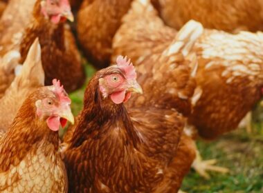 ukrainian companies mhp avangardco top europe’s 2024 poultry egg production rankings liga hens