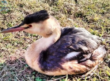 At the Tuzlivski Lymany National Park in Ukraine’s Odesa Oblast, oil-covered birds