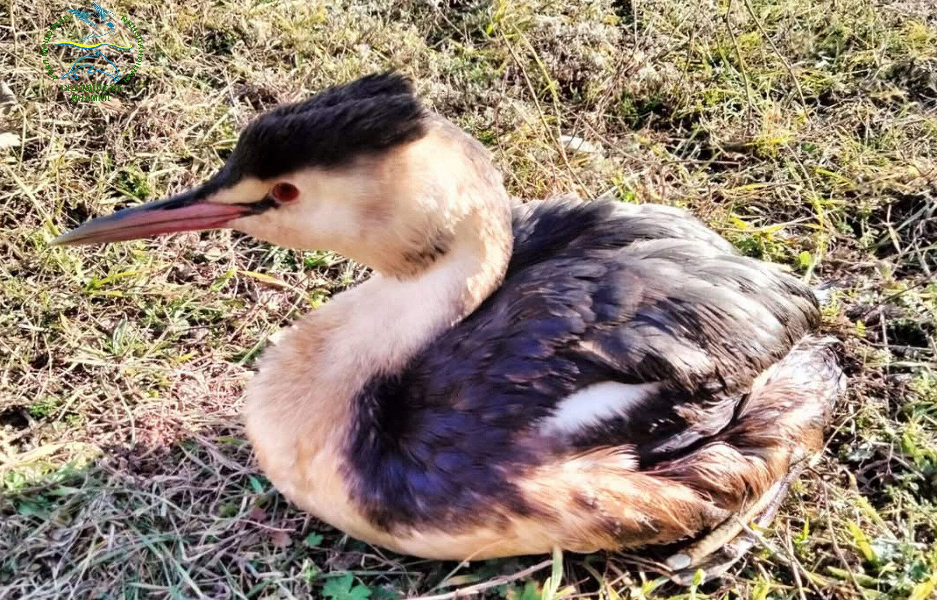 At the Tuzlivski Lymany National Park in Ukraine’s Odesa Oblast, oil-covered birds